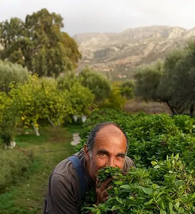Giorgos smelling a bush of basil