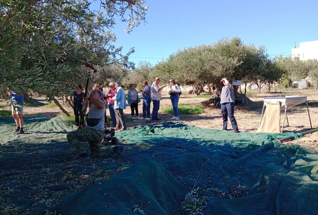 Harvesting ancient olive trees with volunteers